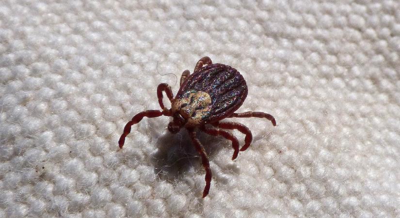 Lyme-kór vagy csak nátha? Ezek az életveszélyes kullancscsípés tünetei