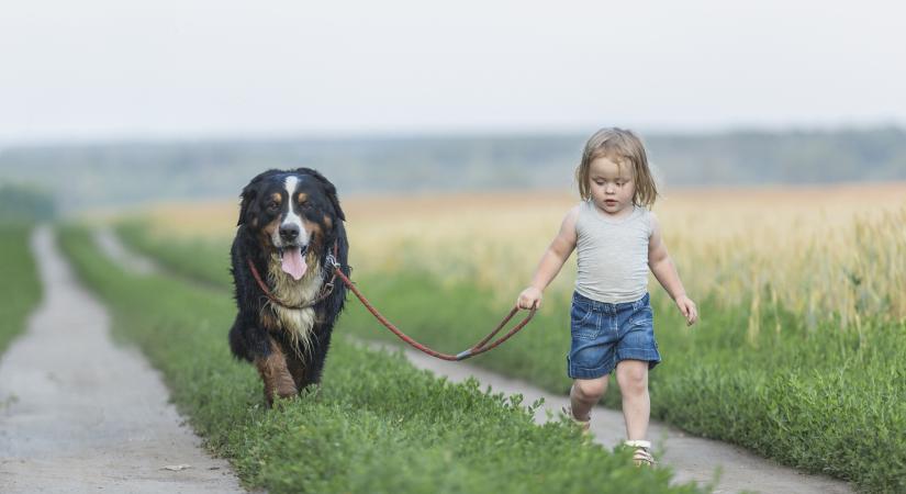 A 10 legjobb kutyafajta kisgyerekes családoknak – Kistestűtől a nagytestűig