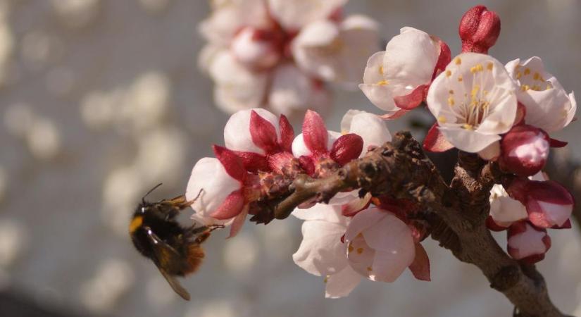 Agrometeorológia: hetekkel korábban ébredt a természet, de érkezik a szárazság és a fagy