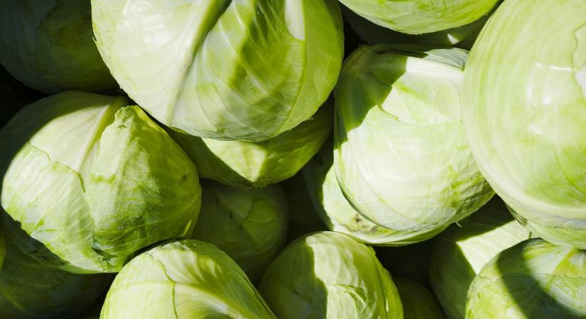 Sosem látott mélyponton a lengyel káposzta: drágulás helyett árzuhanás jött tavasszal