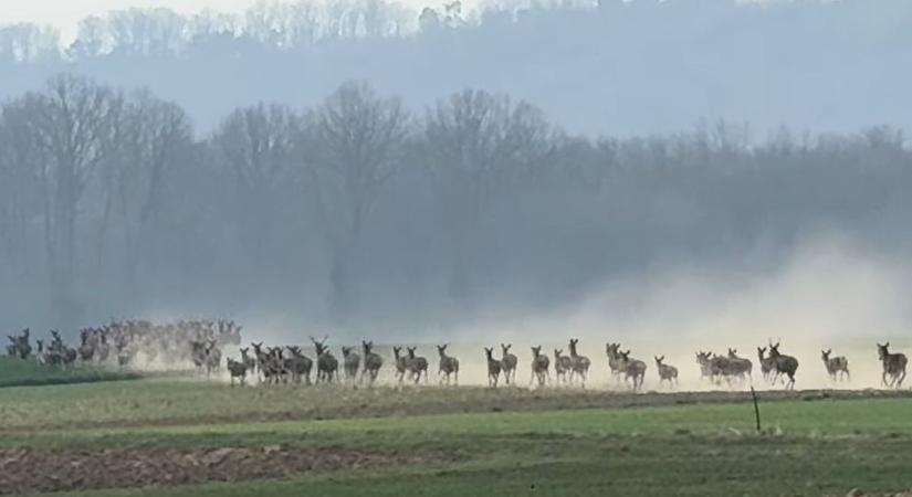 Jókora szarvasrudlit videóztak a vasi határon