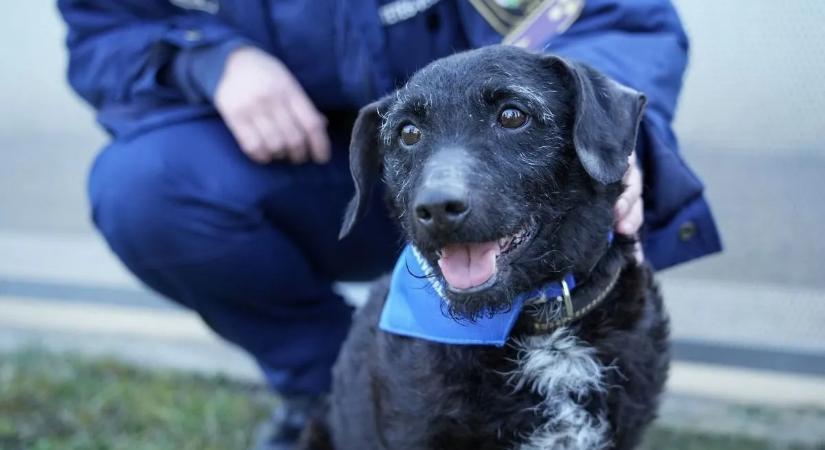 Különleges program keretében, különleges helyen kezdhetnek új életet menhelyi kutyák