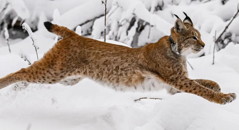 Veszett vadmacska támadt rá két emberre és több kutyára – súlyosan megsérültek