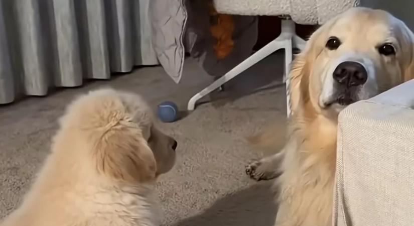 Nem nyűgözi le az új kiskutya a golden retrievert: amit a pici ezután tesz, attól minden szív elolvad
