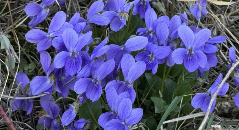 Tavaszi virágtúra a Mátraalján Pásztótól Egerig