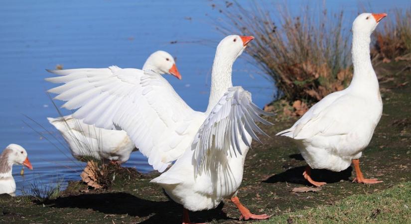 Már 20 éve tart a harc a gyilkos madárinfluenza ellen