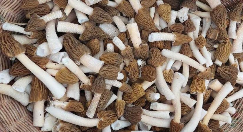 Méregdrága ínyencséget szedhetsz az erdőkben – Mutatjuk, mikor merre indulj