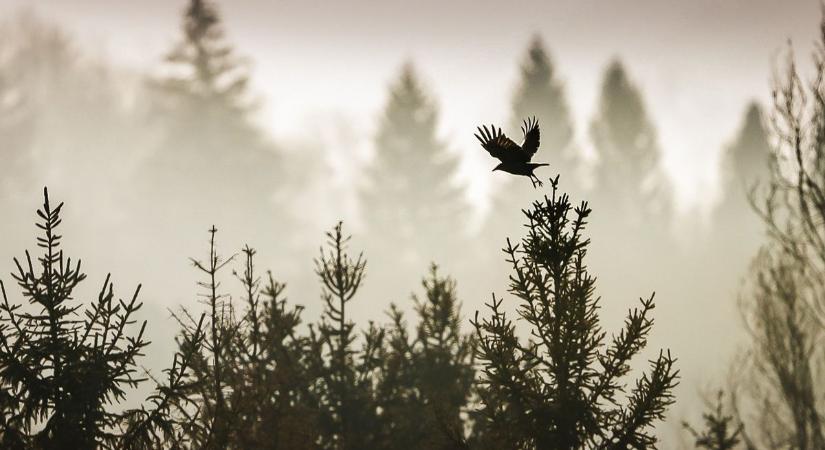 Jelentős változás jön az időjárásban - Ezt jósolják a jövő hétre