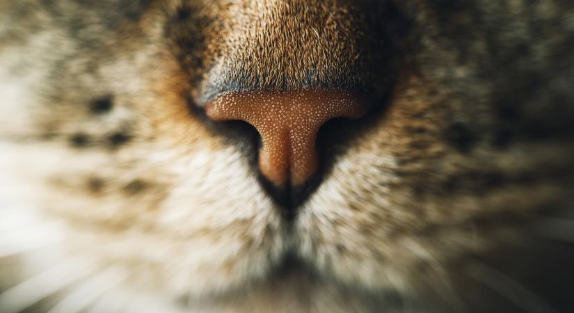 Felismered, melyik állat orrát látod a képeken? Nem is olyan egyszerű, mint hinnéd