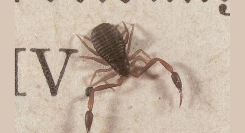 Skorpiónak látszik, de a poratkák réme: miért ne félj az álskorpiótól?