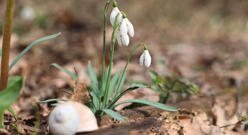 Kora nyárias hangulatot hoz a hét utolsó napja