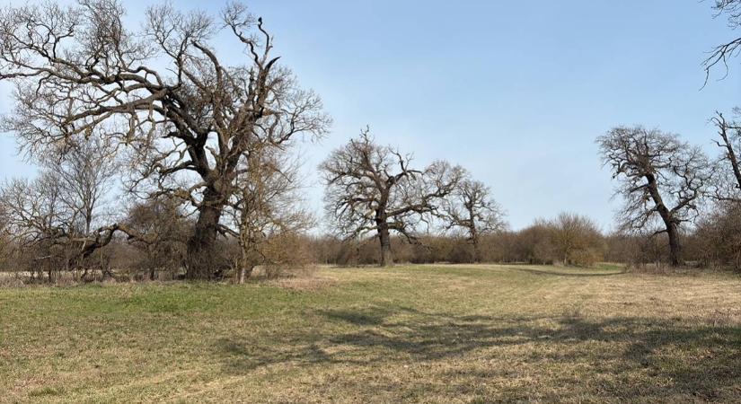 Titokzatos középkori legelőt rejt ez a magyar erdő