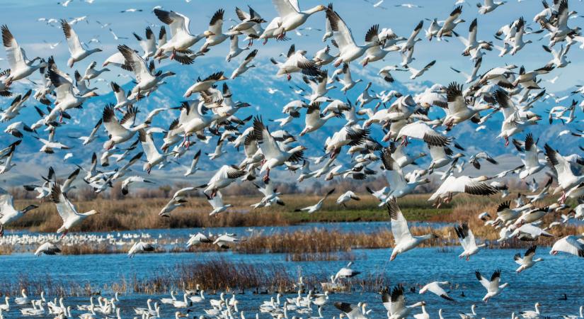 Ezt durva: látszólag egészséges állatokban mutatták ki a rettegett kórt