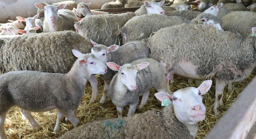 Indulnak az első húsvéti bárányszállítmányok, Úszódról 350 bárány kel útra Itáliába és az arab országokba – fotók