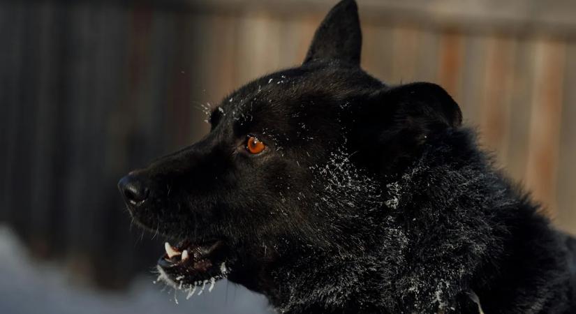 Egy csecsemőt marcangolt szét a befogadott kutya - sokkoló részletek