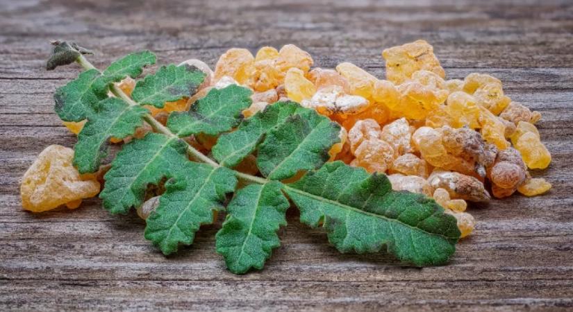 Nem a kurkuma az: ez a ritka növény a világ legerősebb gyulladáscsökkentője