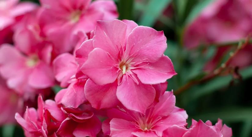 Ezt kell tenned most a leanderrel, hogy egész nyáron ontsa a virágot