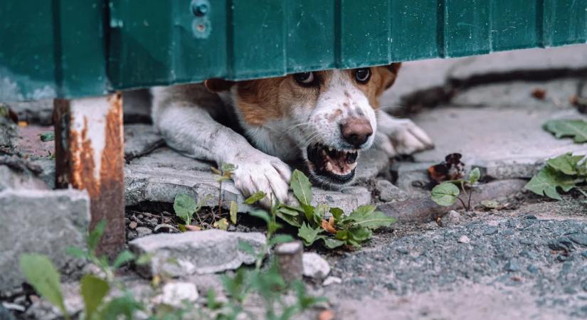 Felfoghatatlan tragédia: halálra marcangolt egy újszülöttet a család kutyája