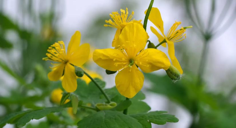 Nagymamáink kedvenc gyógynövénye valójában mérgező is lehet