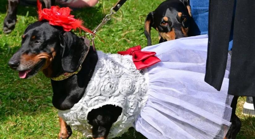 Tacskók lepték el Gyulát: a látvány mindenkit lenyűgözött – galéria