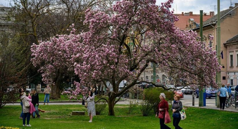 A magnóliafákat nem lehet megunni, sokan töltötték itt idejüket, természetesen szelfik is készültek