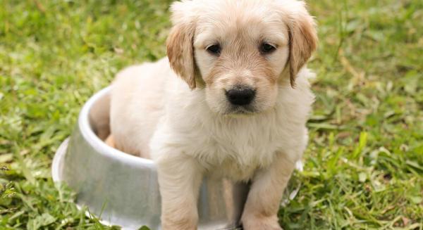 Az étrend változása és a kisállatok jólléte