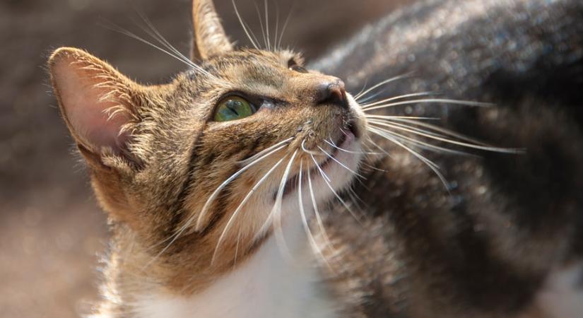Figyeld a macska bajszát - így mutatja meg a cicád hangulatát!