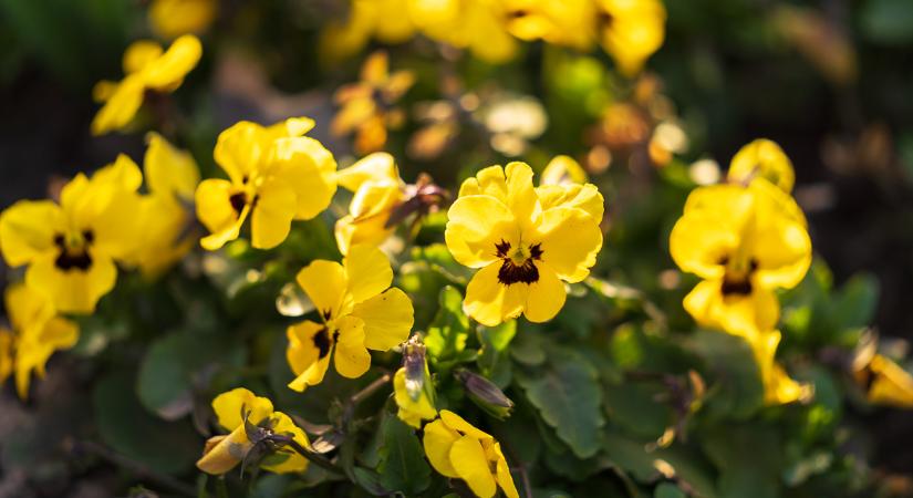 Többnyire felhős lesz ma is az ég, egy-egy zápor is érkezhet