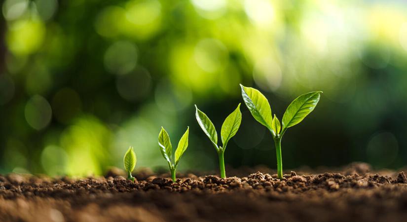 A siker 5 pillére: így építenek stabil céget a legokosabb vállalkozók