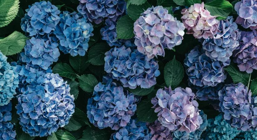 A kertészek szerint ezt a dísznövényt jobb elkerülni