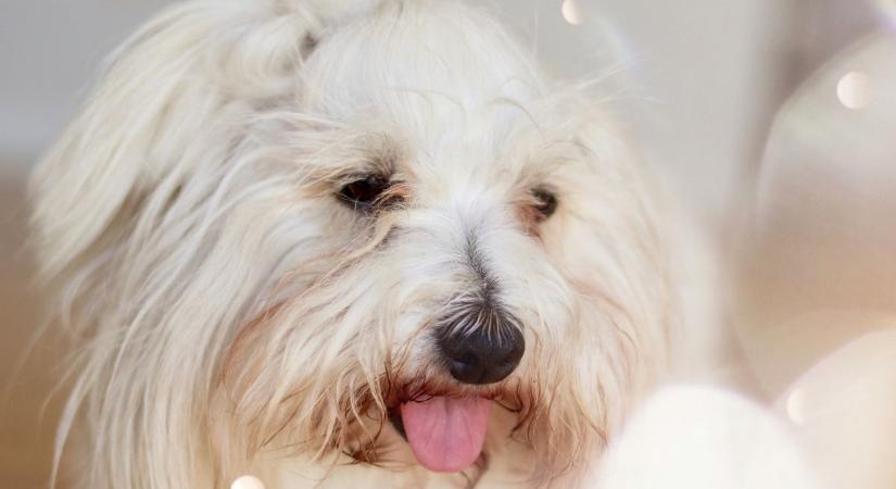 Ismered a pamutkutyát? Nem csak a fajta neve cuki, a személyisége is!