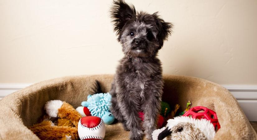 Mit jelent, ha a kutyád ásni kezd a kanapén vagy az ágyon? 9 ok, amire nem gondolnál