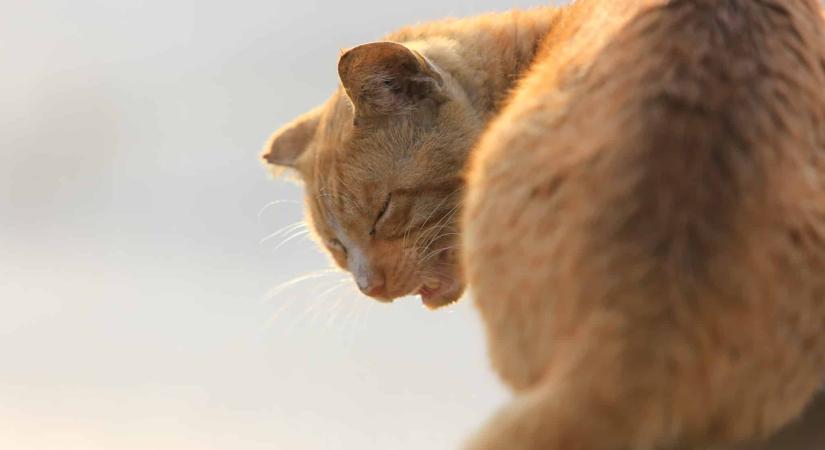 A háború elfeledett, hátrahagyott áldozatai – több ezer háziállat került az utcára Dubajban