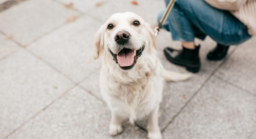 Hatalmas tévhit: ezt sok gazdi még mindig odaadja a kutyájának – pedig komoly baj lehet belőle
