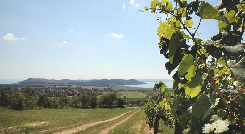 Kiderült a titok: ezen a néhány fokon múlik, hogy kincs vagy ecet kerül a hordókba