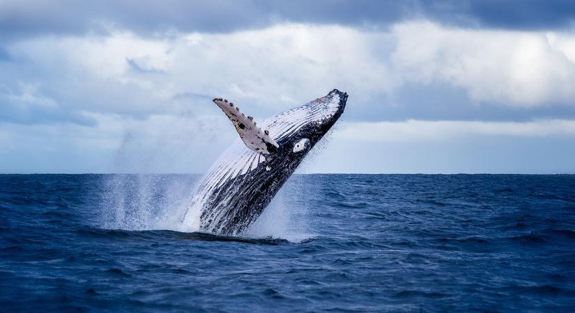Döbbenetes óceáni rejtélyek, amelyeket a tudomány még mindig nem tud megmagyarázni