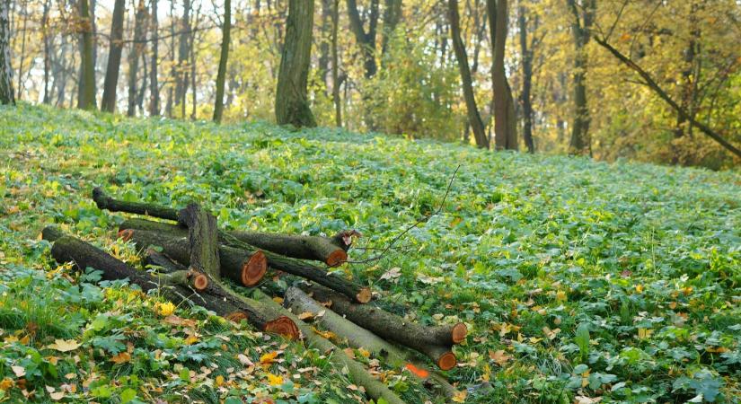 Szedd magad tűzifa: mutatjuk, hol juthat hozzá olcsó tüzelőhöz