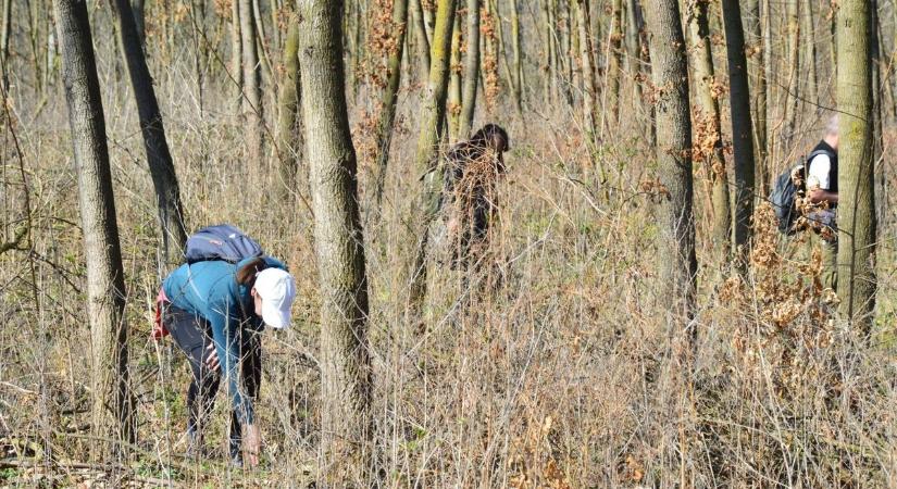 Elüntek a virágok a Sóstói-erdőből! Mi történhetett? Meglepő magyarázat érkezett