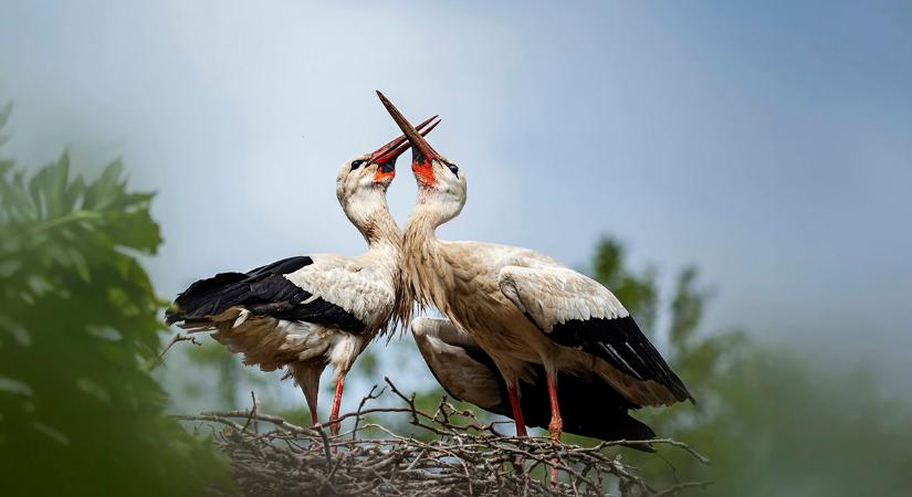 Kiszivárgott a döbbenetes térkép, kiderült hogyan térnek haza a madarak tavasszal