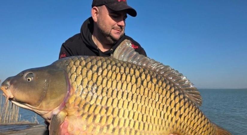 Úgy tűnik, a halak is kedvelik: sárgabarackízű bojli csalta horogra az óriáspontyot