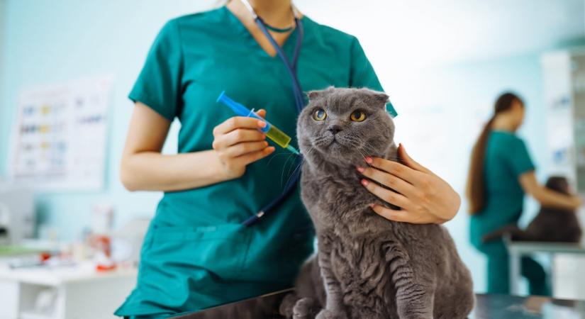 Életem egyik legfájdalmasabb döntése volt: Mikor van itt az ideje elengedni a beteg állatainkat?