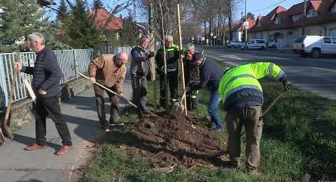 Vadgesztenyefákat ültettek Keszthelyen (tvkeszthely.hu)