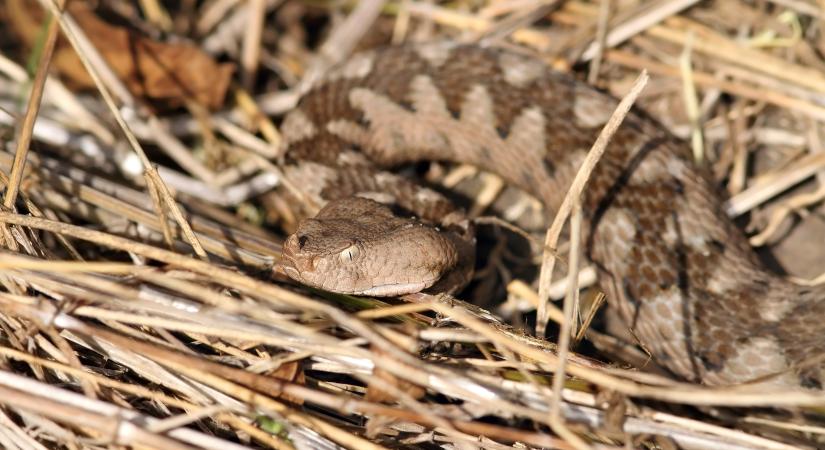 Ezen a horvátországi helyen hemzsegnek a keresztes viperák: „Ha ezt látod, a fészkük nagyon közel van”