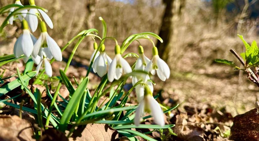 Hóvirág és magyar orchideák - ez a 10 védett növény nyílik tavasszal