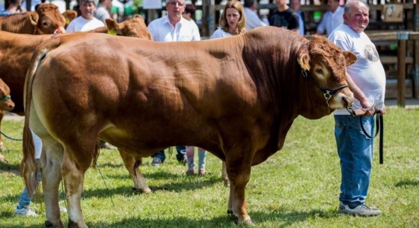 Állattartók, figyelem, lerántották a leplet a magyar limousin-siker titkáról
