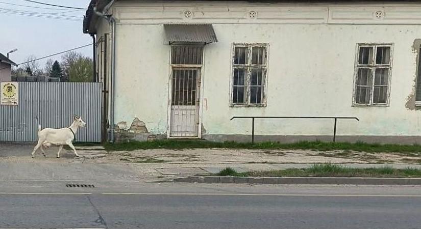 Meghökkentő fotó járja be a netet a sárbogárdi szökevényről  fotó