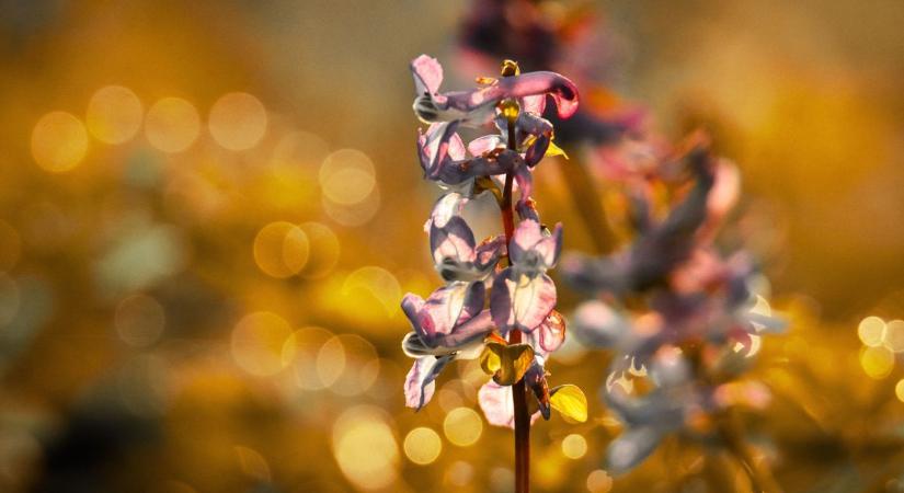 Meglepő illatokkal találkozhatsz most az erdőben – ez az oka! (galéria)