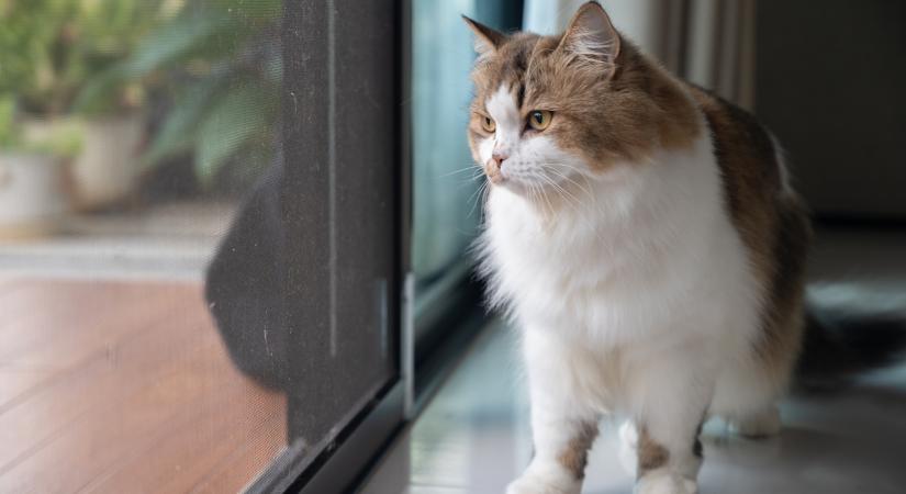 Ezért vágyik a cicád mindenáron a szabadba: így tartsd biztonságban