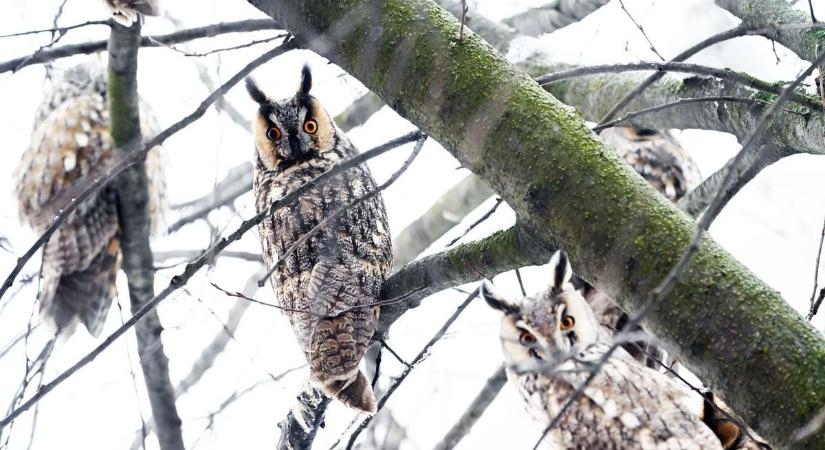 Fürtökben lógnak a baglyok Túrkevén, kiderült, miért választották a várost