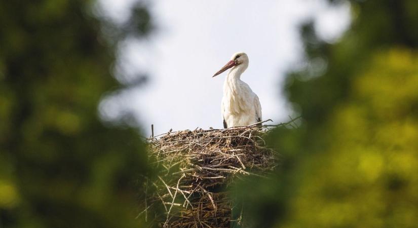 Így indultak meg a gólyák Európa felé – szinte elsötétült tőlük az ég  videó